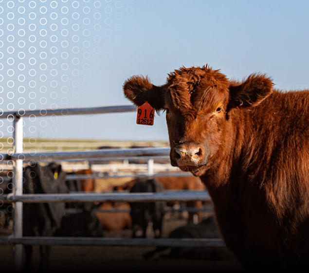 Feedyards Image Png